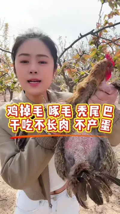 鸡掉毛衣啄毛秃位尾巴，好吃不长肉，不产蛋 统统搞定，#散养土鸡#养鸡妙招#科学养鸡#鸡鸭鹅养殖#鸡驱虫
