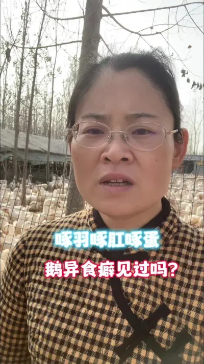 你见过鹅的异食癖吗？啄肛、啄羽、啄蛋#养鹅技术分享 #科学养鹅 #养殖人加油 #农村创业养殖 #上热门🔥