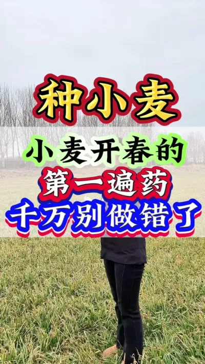 小麦开春的第一遍药千万别做错了#小麦#小麦管理 #小麦高产技术 #小麦增产 #小麦种植