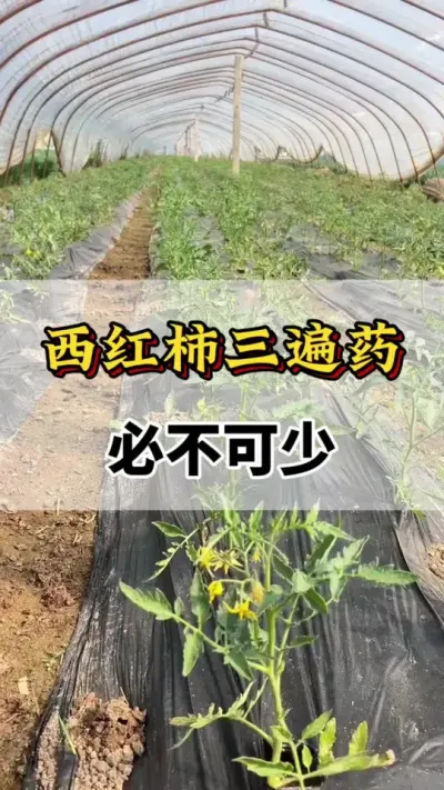 西红柿三遍药，必不可少##番茄种植方法及管理技术 ##农业种植技术 #番茄打药#番茄高产