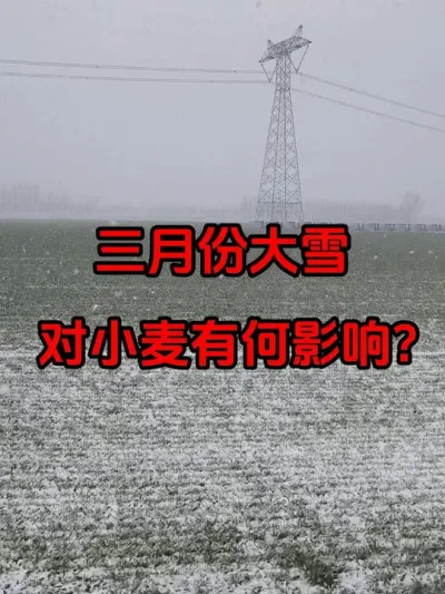 三月份下暴雪 三月份下暴雪对小麦来说可喜可忧，迎来春季管理新动向。#天气预报  #山东暴雪 #小麦返青期管理