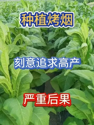 种植烤烟刻意追求高产的严重后果 #服务三农支持三农 #农业种植 #烤烟 #烤烟种植 #烤烟种植技术与管理