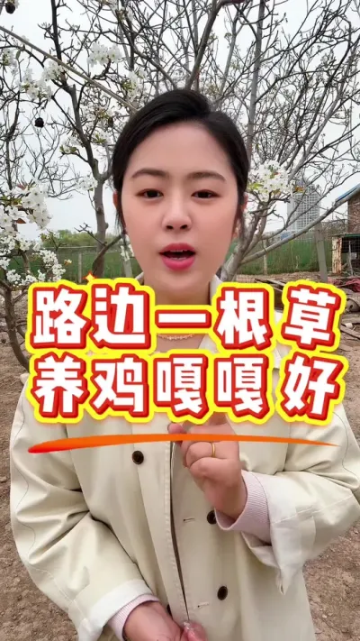 路边一根草养鸡嘎嘎好 #鸡鸭鹅养殖 #科学养鸡 #鸡病防治 #服务三农支持三农 #抖音养鸡人