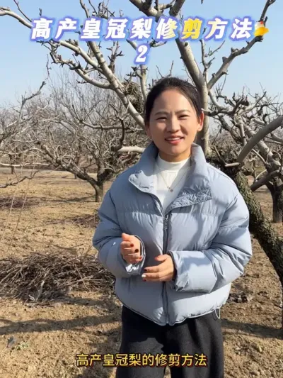 高产皇冠梨修剪方法2 上一期视频引起了粉丝朋友们的讨论，大家各持己见，对于修剪来说方方也在学习中，所以今天把王老师和黄师傅交流时候拍的花絮给大家看一下，总之来说实践见真章，年前就更新这一期视频了，来年