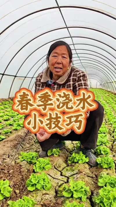 春季蔬菜浇水 春季蔬菜浇水#蔬菜种植 #每天分享蔬菜种植技巧 #生菜杨姐 #蔬菜浇水小技巧