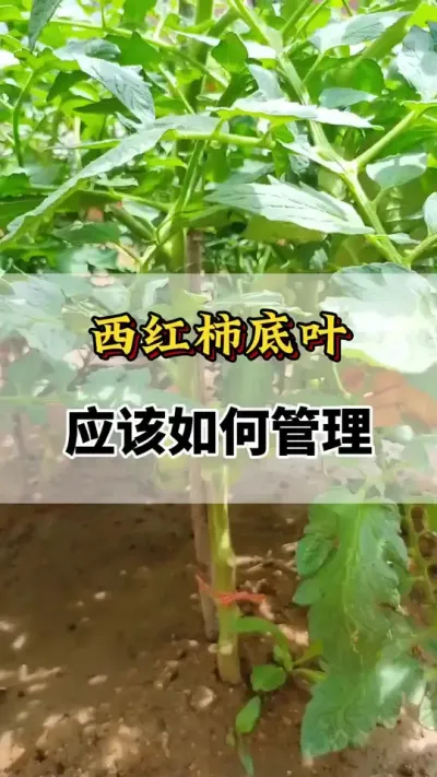 西红柿底叶如何管理#番茄种植方法及管理技术 #西红柿种植技术与管理法 #西红柿怎么打叉和打头 #番茄种植技术 #西红柿种植技术