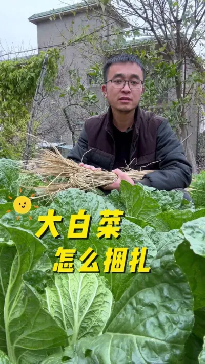 大白菜怎么捆扎？大白菜捆扎有什么好处？#我的小菜园 #关注我一起学种菜 #自己种的纯天然的绿色蔬菜 #种植小技巧 #我爱种菜