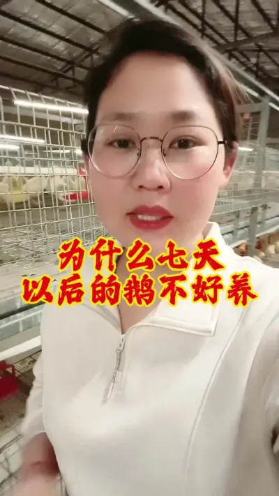 为什么七天以后的鹅不好养#养鹅人 #养鹅技术分享 #养鹅 #科学养鹅 #鹅