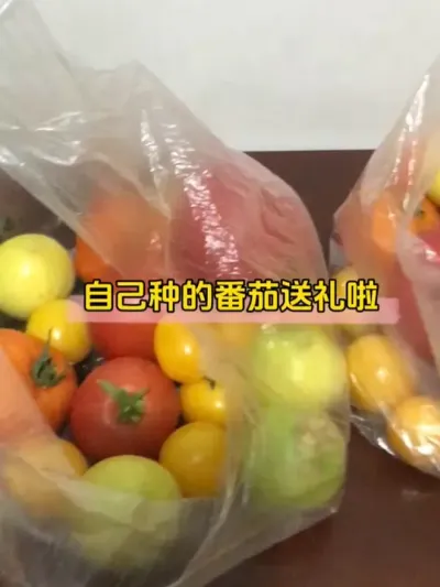 如果你收到别人送自己种的瓜果蔬菜，你会很开心吗？ #小番茄 #番茄种植 #我的小菜园 #楼顶盆栽