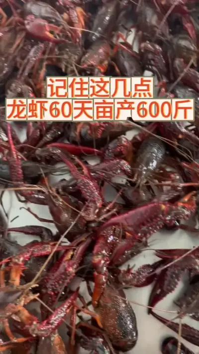 记住这几点，龙虾60天亩产600斤 #小龙虾 #养虾人 #渔德盛 #三农 #2025新农人计划