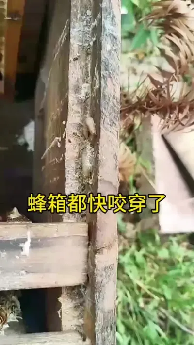 蜂箱都快咬穿了#巢虫 #蜜蜂养殖 #三农