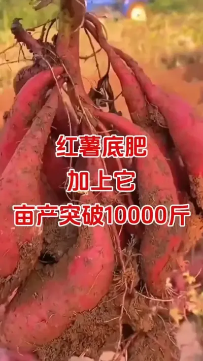 红薯底肥加上它，亩产轻松突破10000斤#红薯种植#红薯底肥#硼肥#红薯管理#红薯高产