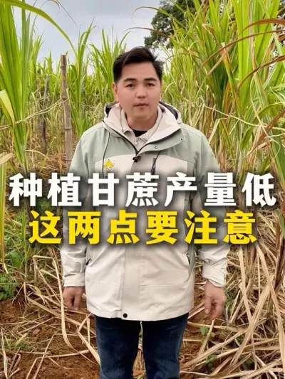 种植甘蔗产量低
这两点要注意#甘蔗#甘蔗种植#农业种植#种植小技巧 #肥料