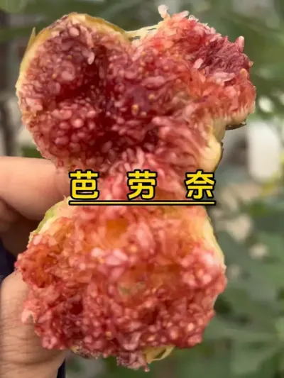 芭劳奈的秋果你就吃吧，已经是最佳赏味期，甜到腻。#记录我的种植生活 #楼顶菜园 #我爱种菜 #盆栽无花果#芭劳奈无花果