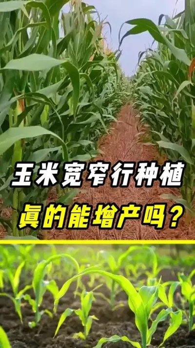 玉米宽窄行种植，真的能增产吗？#玉米#玉米宽窄行种植#玉米种植#三农 #种玉米