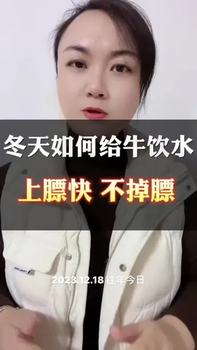 冬天如何给牛饮水，上膘快，不掉膘#全国养牛人 #肉牛养殖 #养殖户 #科学喂养