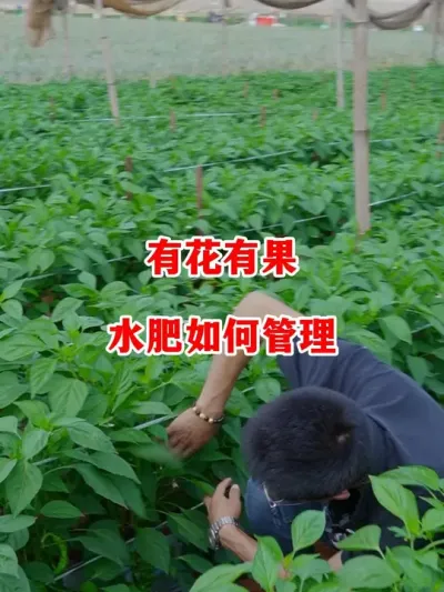 苗子有花有果时水肥应当如何管理#辣椒种植 #辣椒 #小米辣 #线椒 #来抖音学农技