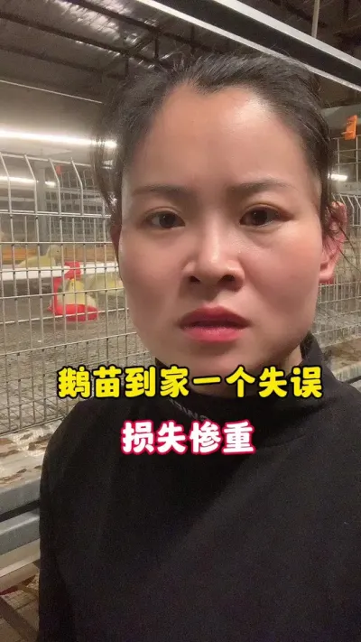 鹅苗到家因为一个失误，损失惨重。进苗第一天一定要注意的细节。#养鹅技术分享 #养殖人加油 #科学养鹅 #农村创业养殖 #上热门🔥 @抖音创作小助手