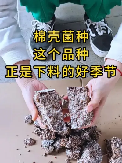 棉壳菌种，这个品种正是下料的好季节，点击下方小黄车订购吧。#平菇种植 #平菇菌种 #食用菌栽培种 #栽培种
