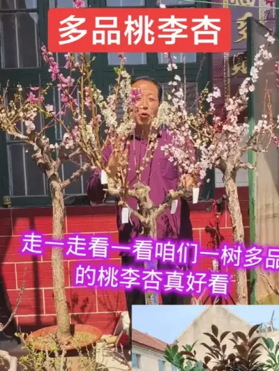 一树嫁接多品桃李杏，又好吃还好看#别墅庭院植物 #农村小院 #一树多果 @抖音上热门 @DOU+小助手