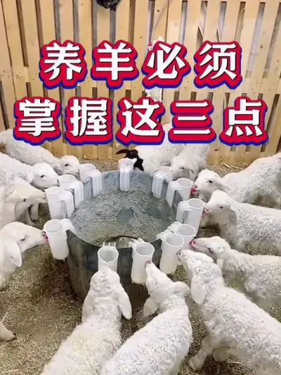 养羊必须掌握这三点 #养羊 #养羊人 #新手养羊 #牛羊养殖