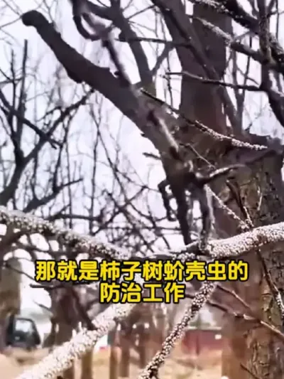 柿子树小白管理工作 #柿子树 #果树管理技术 #病虫害防治