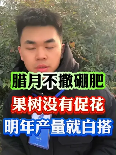 果树腊月一定不要忘了撒施硼肥#果树种植 #果树管理 #果园管理