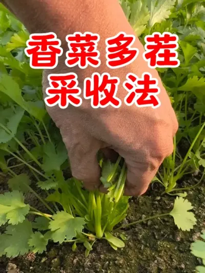 香菜的多茬采收方法 #香菜 #在家种菜 #每天分享蔬菜种植技巧 #蔬菜种植 #种植小技巧