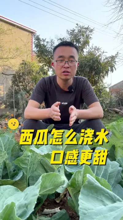 西瓜怎么正确浇水？口感更甜？#种植小技巧 #每天分享蔬菜种植技巧 #关注我一起学种菜 #阳台种菜 #西瓜种植