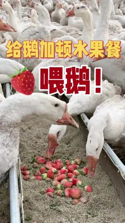 最近🍓草莓马上下市了，行情不大好，不卖了！喂鹅！给我们的大鹅加顿水果餐！改善改善伙食！#水果喂大鹅#大鹅吃草莓#养鹅技术找晓雨