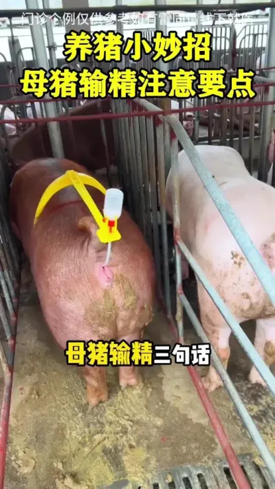 母猪配种，一学就会#养猪人 #养猪#母猪