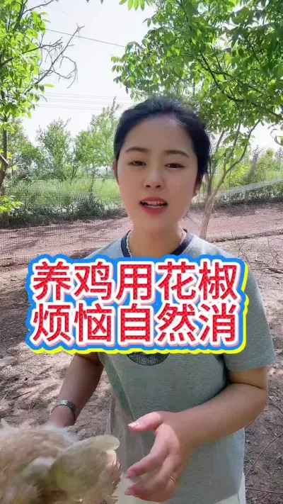 养鸡用花椒烦恼自然消#科学养鸡 #鸡鸭鹅养殖 #服务三农支持三农 #养鸡人 #抖音养鸡人