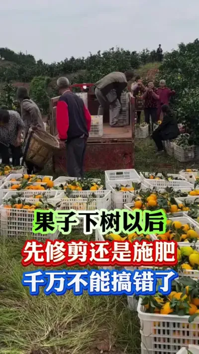 修剪还是施肥，一定要弄清楚了#果树种植 #果树管理 #果园管理 #柑橘种植 #果树