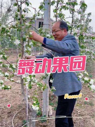 舞动果园 拉枝搞起来#果园 #拉枝 #舞动 #舞动青春活力 果园智库8大技能：会选品，会建园，会修剪，会花果，会施肥，会植保，会营销，会服务。