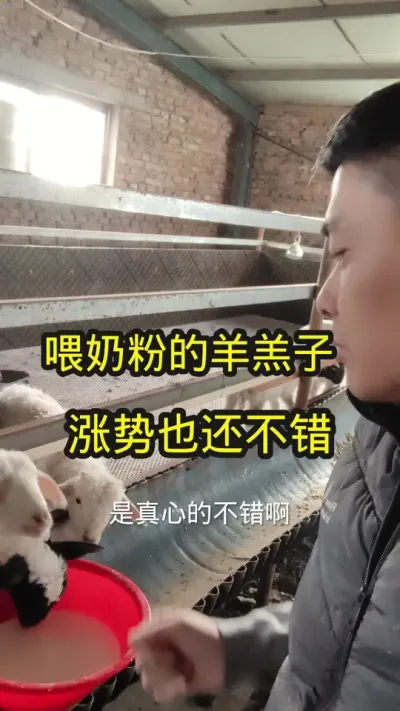 21蛋白羔羊专用奶粉#农村养羊 #养羊创业 #养羊技术分享 #羔羊奶粉