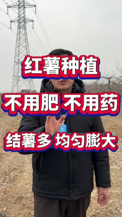 种植红薯不打药不施肥#红薯种植 #红薯管理 #红薯种植技巧 #红薯高产 #红薯高产种植