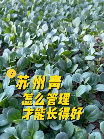 苏州青怎么管理才能长得好？长得壮？#关注我一起学种菜 #种植小技巧 #我的小菜园 #我爱种菜