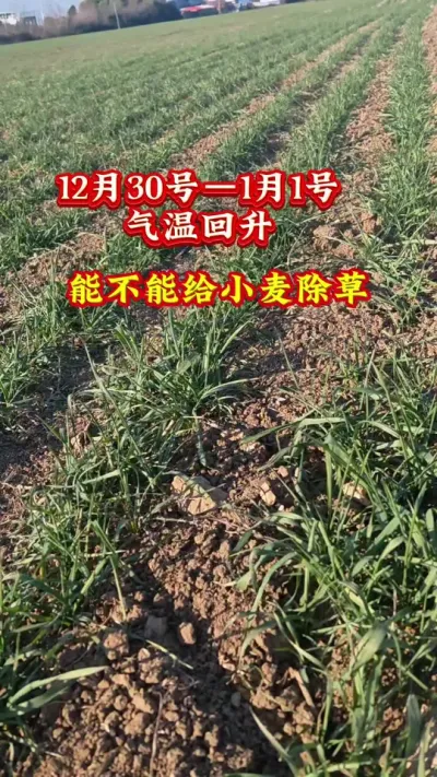 气温回升能不能给小麦除草#助农 #农业种植技术 #农业 #田间地头 #服务三农