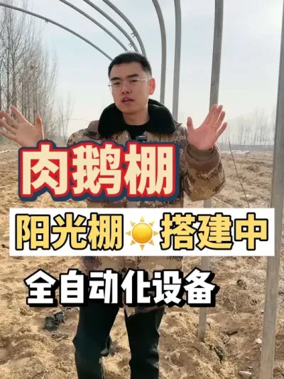 肉鹅棚搭建中，是一个阳光棚，全自动化设备育雏设备可以育雏5000-7000只鹅！感兴趣的话点赞➕关注，建设好了欢迎各位养鹅朋友莅临参观指导！#养鹅技术分享 #养鹅人 #养鹅 #养鹅技术找晓雨