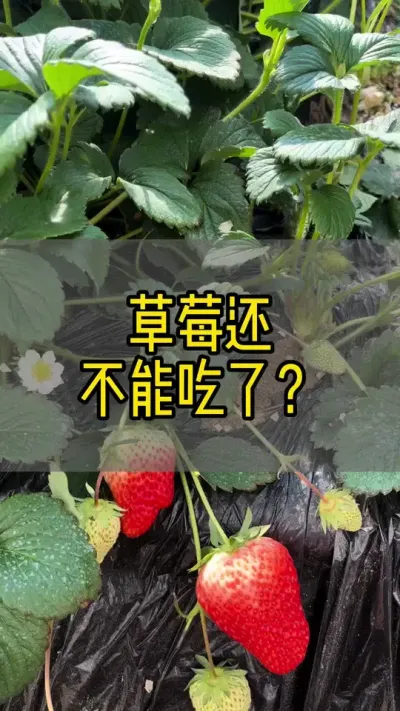 #草莓种植 #新农人计划2024 #抖音助农 草莓还不能吃了？