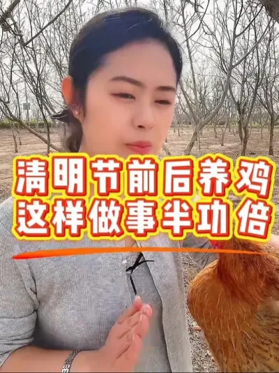 清明节前后这样做养鸡事半功倍 #科学养鸡 #鸡鸭鹅养殖 #鸡病防治 #养殖小妙招 #服务三农支持三农