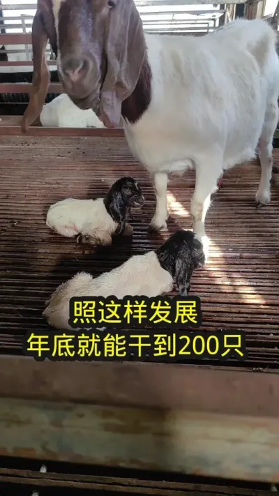 #养羊 #农村养羊 #自繁自养 #养羊人 #农村养羊