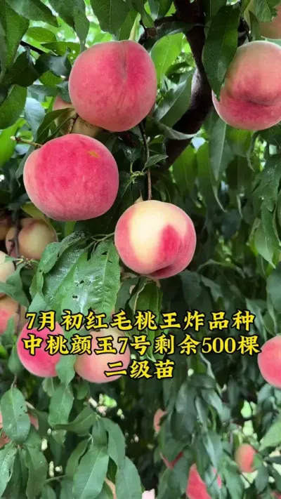 #支持三农扶持三农发展 #关注我每天为你分享更多农业知识 #抖音助农 #农业技术推广 #乡村振兴dou行动 @抖音小助手 @抖音创作者中心 @抖音热点宝