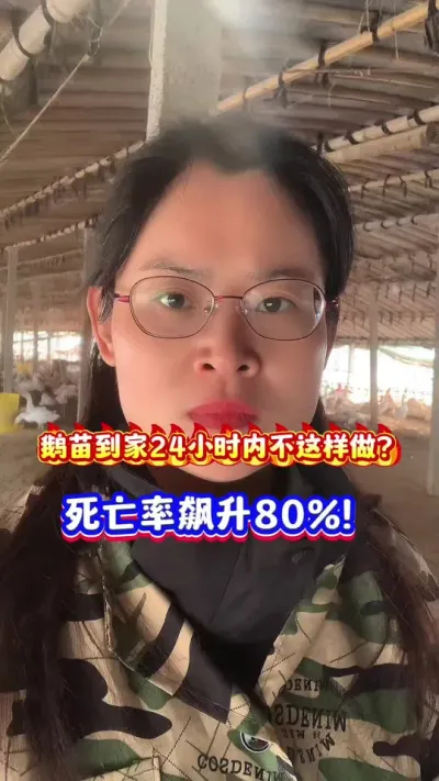 鹅苗到家24小时内不这样做？死亡率飙升80%！#狮头鹅 #养鹅技术分享 #养鹅人 #三农 #每天分享养殖技术和经验