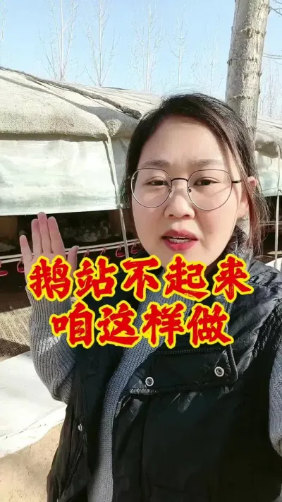 鹅站不起来，咱可以这样做#养鹅技术分享 #养鹅 #科学养鹅 #养鹅人 #养鹅技术