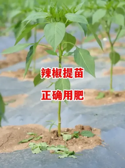 辣椒追肥用不对一年功夫全白费#辣椒种植 #辣椒 #小米辣 #线椒 #来抖音学农技