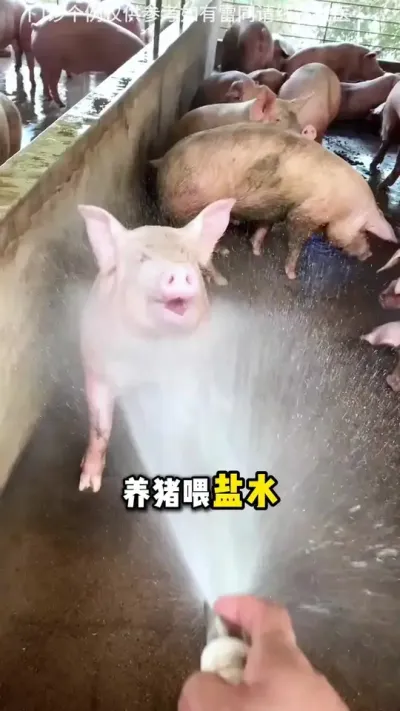 养猪的朋友们，一定常备盐水#养殖技术 #养猪小技巧