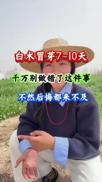 白术种植 白术冒芽7-10天千万别做错这件事不然后悔都来不及 #白术种植 #白术管理 #白术高产
