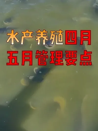 4-6月是养殖的关键期，也是鱼病的高发期！#养鱼人  #养鱼  #水产养殖技术  #水产