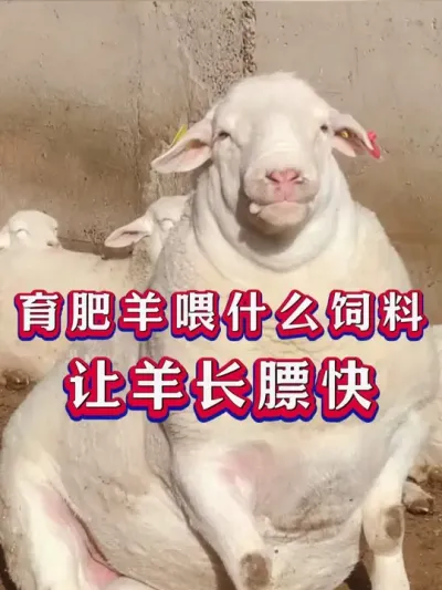 育肥羊喂什么让羊长膘快 #养羊 #科学养羊 #新手养羊 #牛羊养殖